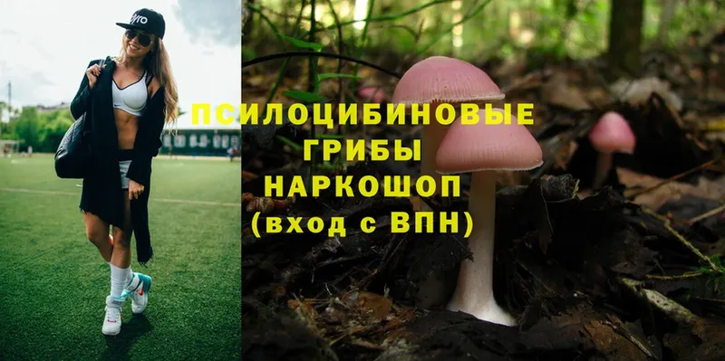 магазин    Камбарка  Галлюциногенные грибы Psilocybe 